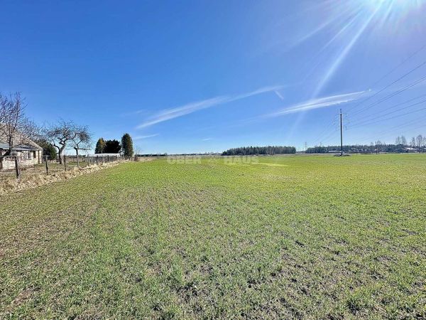 Panevėžys, Rožės