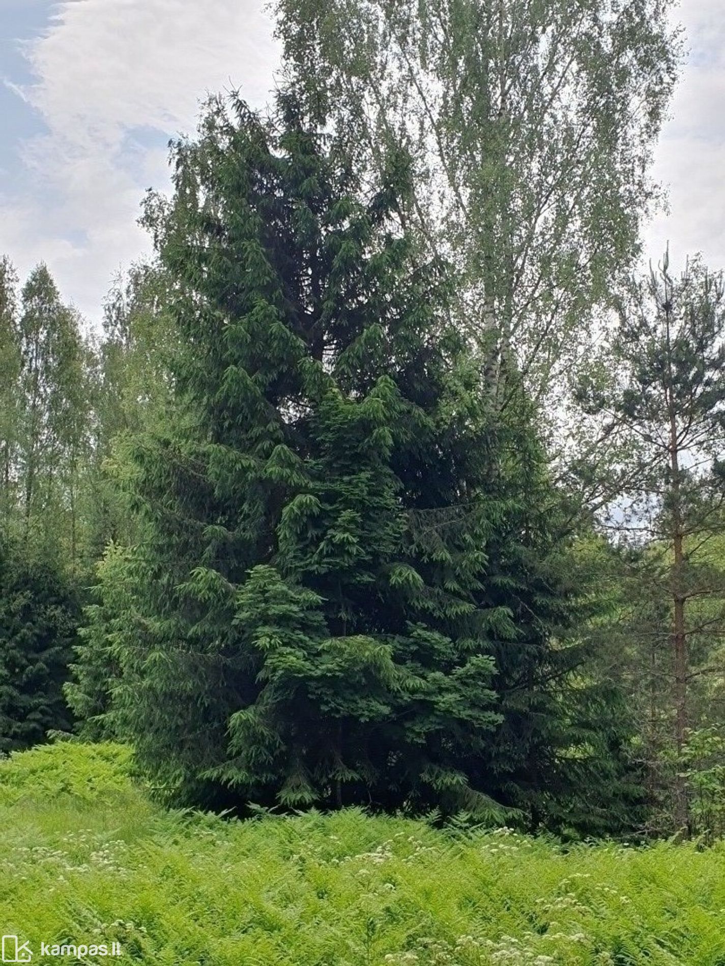 Main Image Zarasų r. sav., Liminiai