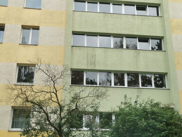 Panevėžys, Tulpės