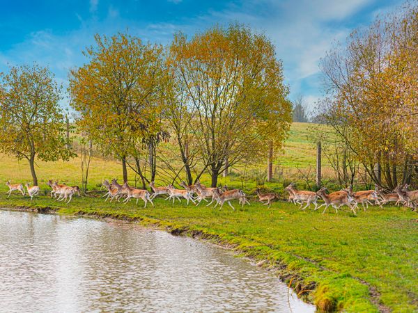 Alytaus r. sav., Eigirdonys