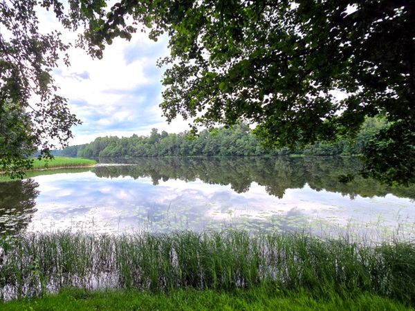 Jurbarko r. sav., Vanaginė