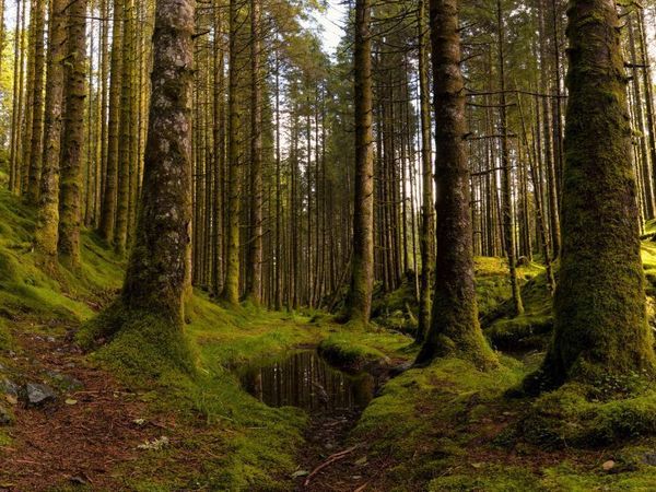 Panevėžio r. sav., Mickeliūnai