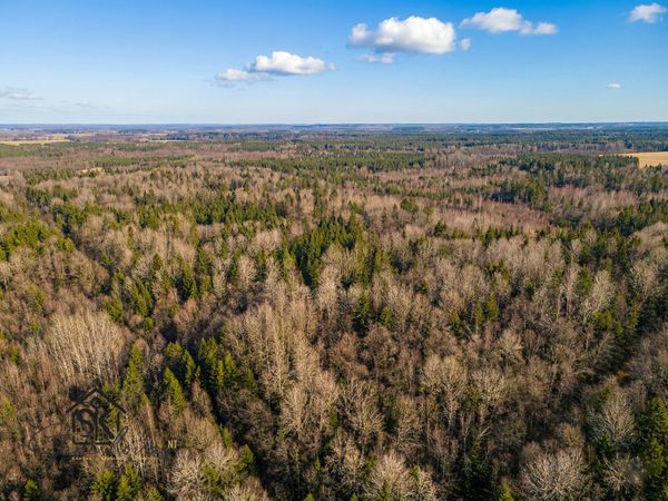 Šilutės r. sav., Paupariai