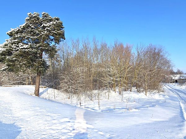 Panevėžio r. sav., Vyčiai