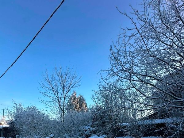 Kaunas, Žaliakalnis