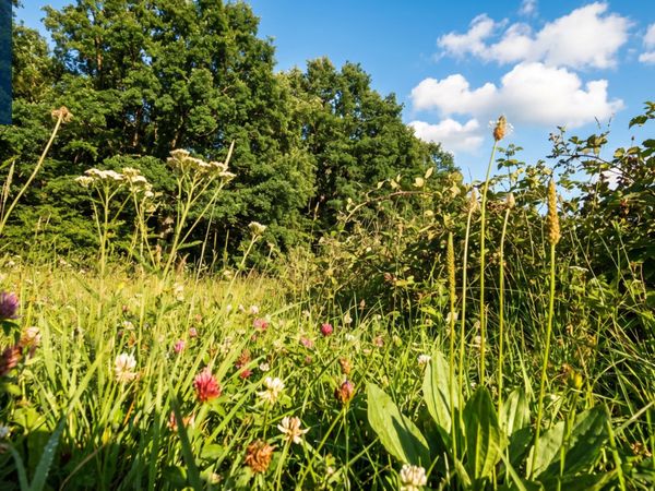 Elektrėnų sav., Kurkliškės