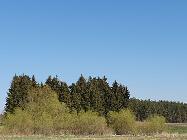 Kalvarijos sav., Palnyčia